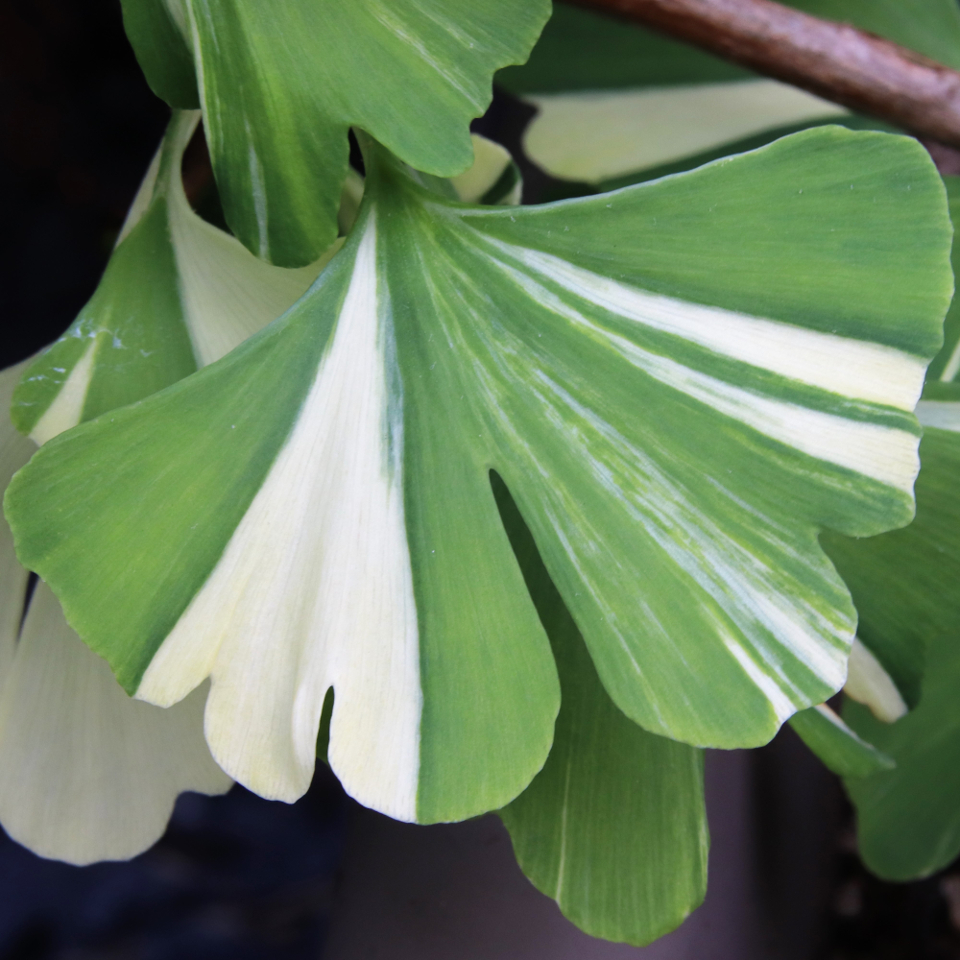 GINKGO BILOBA 40 varieties 2/2 Mundi Plantarum